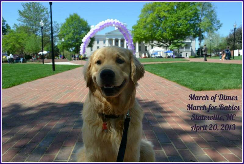 golden retrievers nc golden retrievers of golden retrievers of camelot house llc golden retrievers nc golden retrievers nc golden retrievers of golden retrievers of camelot house llc golden retrievers nc