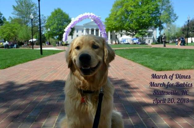 golden retrievers in nc community involvement golden retrievers of camelot house llc golden retrievers golden retrievers in nc community involvement golden retrievers of camelot house llc golden retrievers