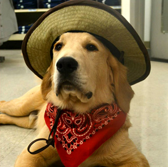 golden retrievers nc golden retrievers of golden retrievers of camelot house llc golden retrievers nc golden retrievers nc golden retrievers of golden retrievers of camelot house llc golden retrievers nc
