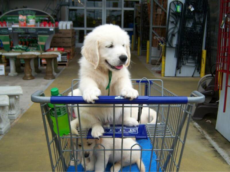 golden retrievers nc golden retrievers of golden retrievers of camelot house llc golden retrievers nc golden retrievers nc golden retrievers of golden retrievers of camelot house llc golden retrievers nc