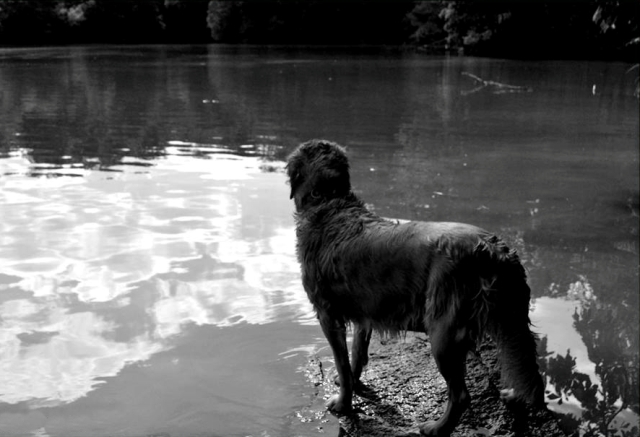 camelot house golden retrievers our camelot house golden retrievers statesville nc camelot house golden retrievers our camelot house golden retrievers statesville nc