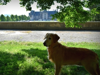 camelot house golden retrievers contact camelot golden retrievers camelot house golden retrievers statesville nc camelot house golden retrievers contact camelot golden retrievers camelot house golden retrievers statesville nc