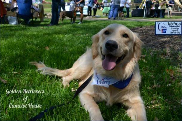golden retrievers in carolina community involvement golden retrievers of camelot house golden retrievers in carolina community involvement golden retrievers of camelot house