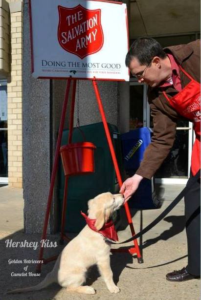golden retrievers nc golden retrievers of golden retrievers of camelot house llc golden retrievers nc golden retrievers nc golden retrievers of golden retrievers of camelot house llc golden retrievers nc