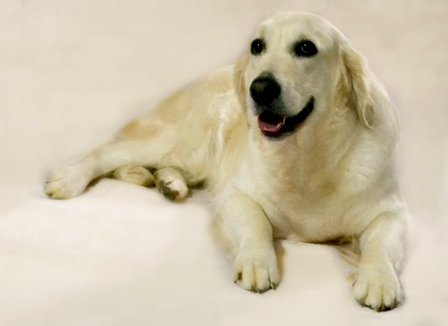 camelot house golden retrievers golden retrievers of golden retrievers of camelot house llc golden retrievers nc camelot house golden retrievers golden retrievers of golden retrievers of camelot house llc golden retrievers nc