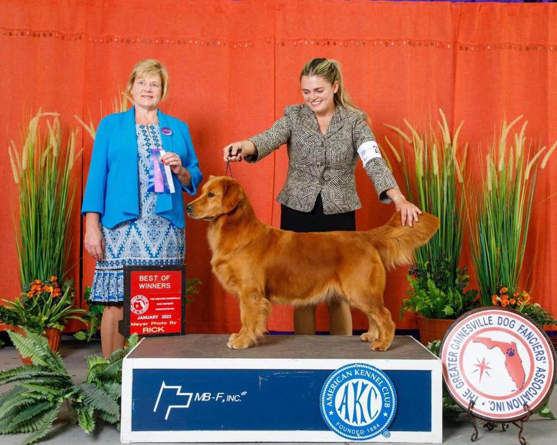 Golden Retrievers of Golden Retrievers of Camelot House Golden