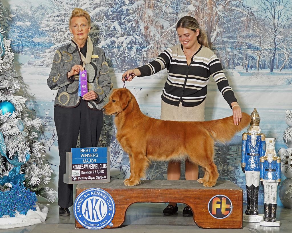 Golden Retrievers of Golden Retrievers of Camelot House Golden