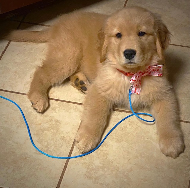 Puppy Training NC North Carolina Puppy Training by Camelot House LLC