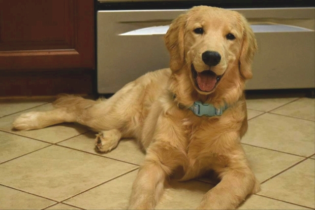 golden retriever house dog