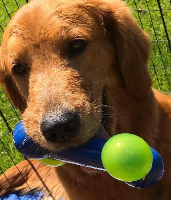 Our Denver Camelot House Golden Retrievers, Statesville, NC